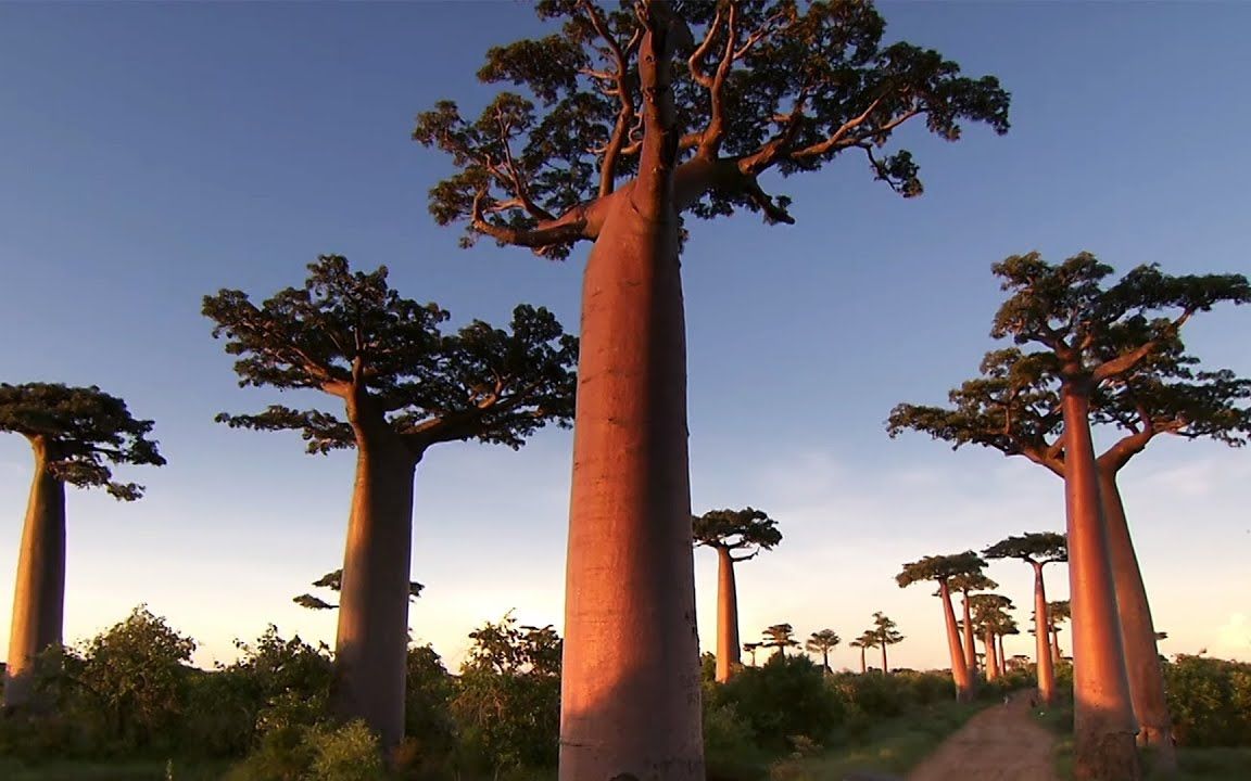纪录片：马达加斯加——充满令人叹为观止的自然风光的国家  （机翻中字）