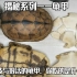 揭秘系列——龟甲：充满科技与狠活的龟甲，你吃的是什么龟？