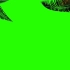 绿幕视频素材椰子树