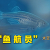 “鱼 航 员” 飞 天 记