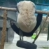 画风炸裂！旅俄大熊猫画风突变，体重狂飙40公斤化身功夫熊猫
