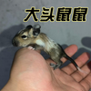 如何评价八齿鼠宝宝？出生10天，这长相和性格怎么样