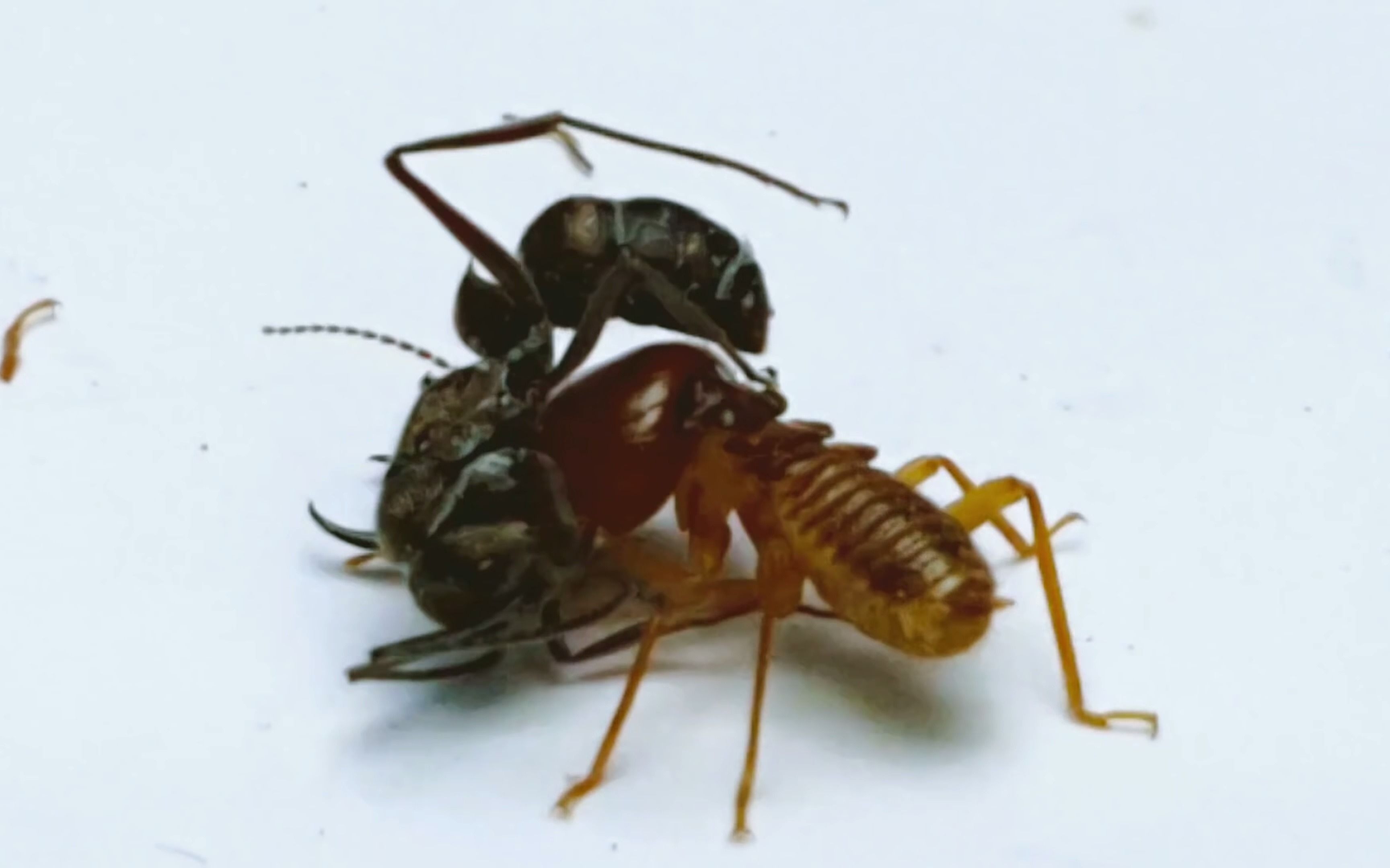 蚂蚁图片_昆虫_生物世界_图行天下图库