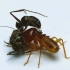 【蚂蚁大战】单挑 聚纹双刺猛蚁vs大白蚁兵蚁 斗蚁