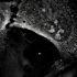 骨髓间充质干细胞有丝分裂的无标记活细胞成像