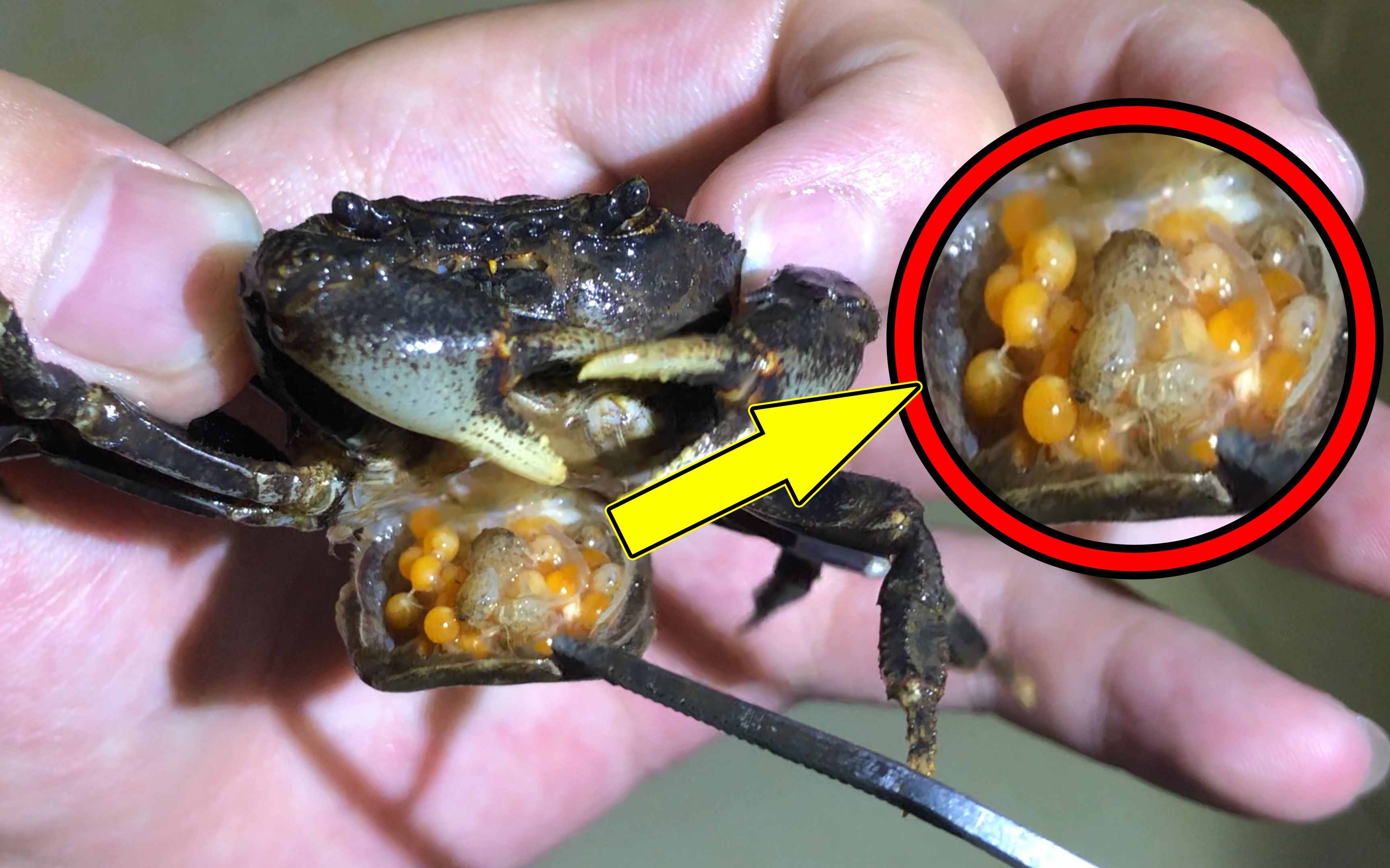 原来螃蟹怀孕是这样子的肚子上满满一堆小生命顺便抓点鱼再给鸭子洗个