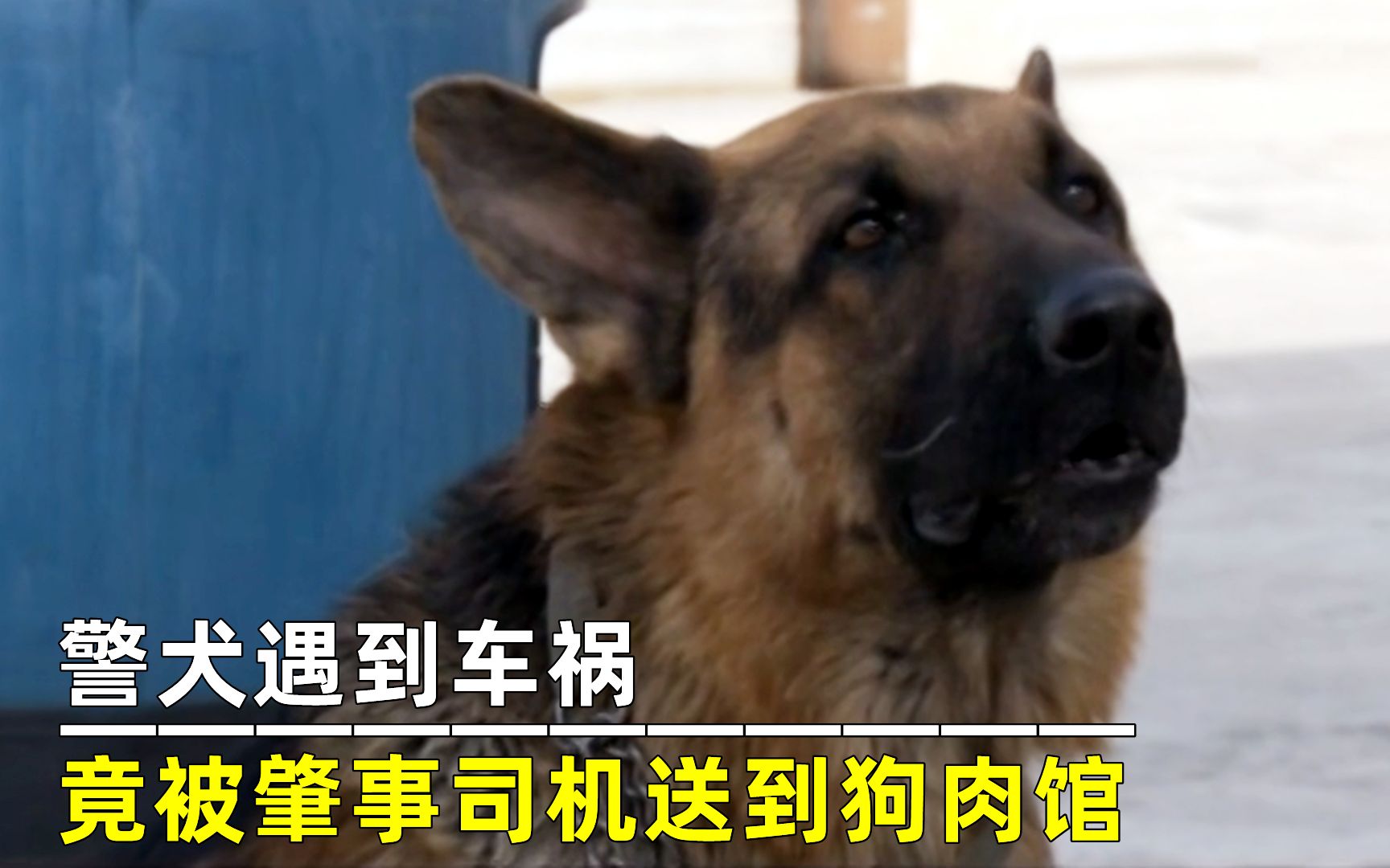 警犬遇到车祸，竟被肇事司机送到狗肉馆，武警部队彻底怒了！电影