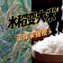 带你来揭秘水稻变大米