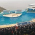 香港海洋公园海豚表演