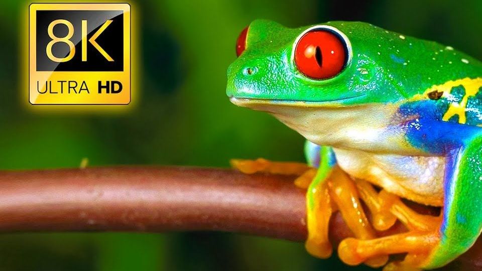 8K 电视 HDR 60FPS 超高清中的神奇青蛙 Amazing Frogs in 8K TV HDR 60FPS ULTRA HD