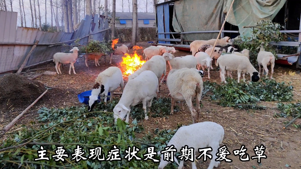 常见的48种羊病汇总，建议收藏