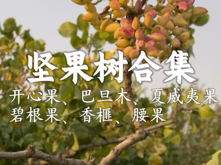 开心果、巴旦木、夏威夷果、碧根果、腰果、香榧树长啥样？