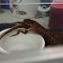紫沙蛇吃麻蜥【合集】