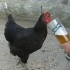 老外给鸡喝酒，鸡会有什么反应？镜头拍下搞笑过程