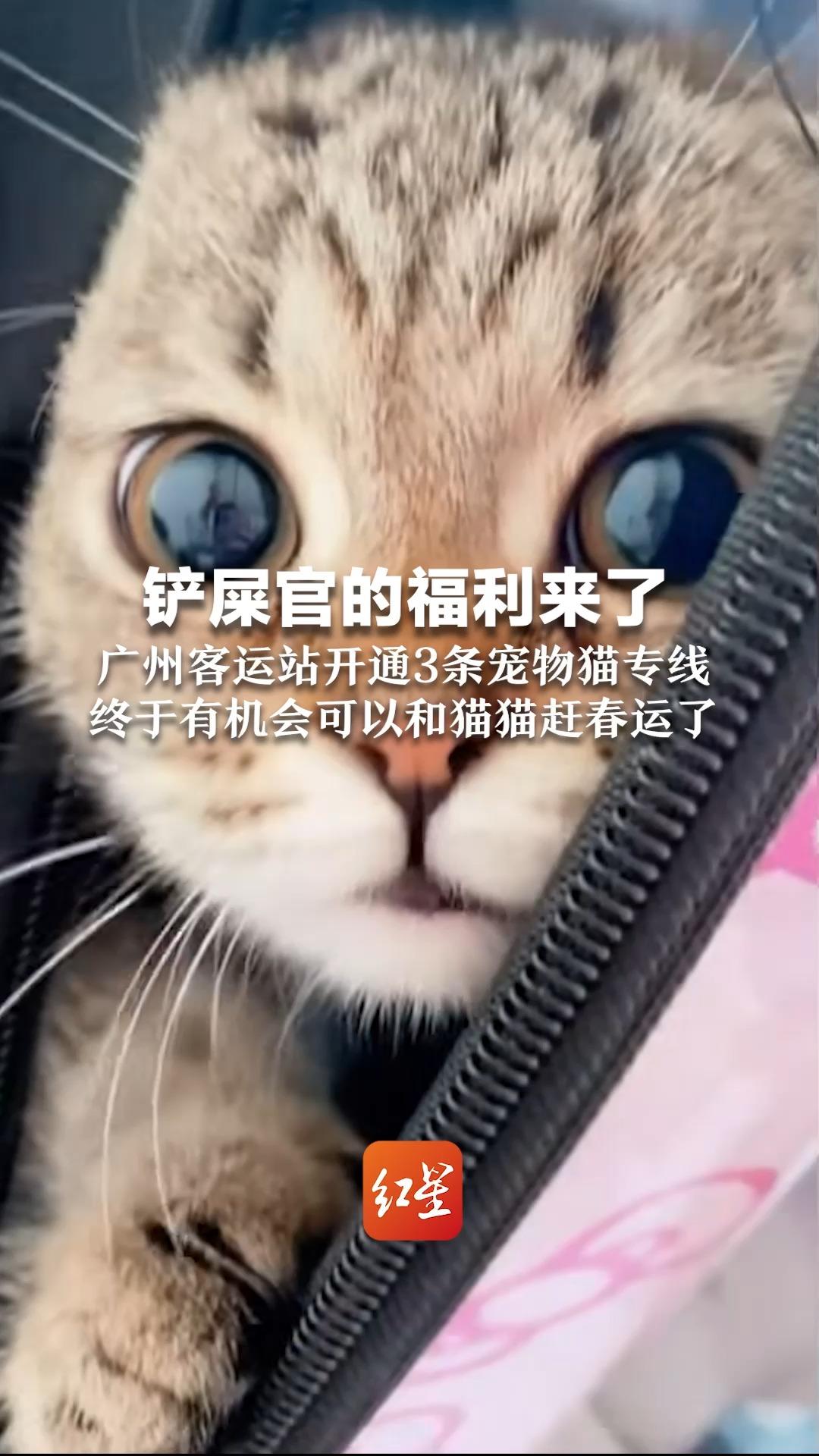 铲屎官的福利来了，广州客运站开通3条宠物猫专线，终于有机会可以和猫猫赶春运了