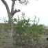 【Safari LIVE】小花豹超近距离观察两脚兽