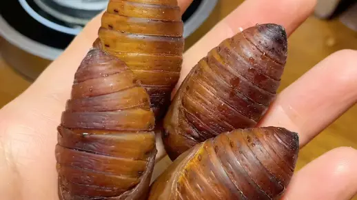 炫蛹炫蛹喽