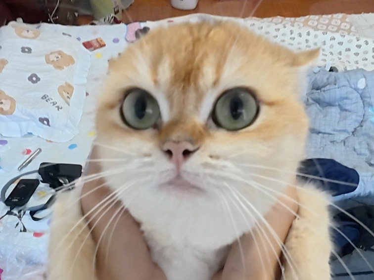 喵