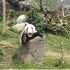 真正的超级玛丽熊，水管工熊猫要扮大象！