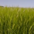 【空镜头】小麦农业农作物夏季粮食 视频素材分享