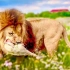 聪明的狮子“马歇尔”守着小红车吃肉