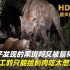 豹子发现的黑斑羚又被鬣狗吃，打工豹只能捡剩肉吃太憋屈！
