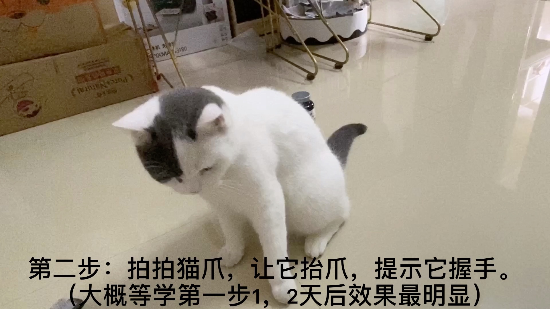 两个步骤教你如何让猫学会握手 哔哩哔哩 つロ干杯 Bilibili