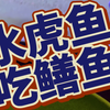 水虎鱼吃鳝鱼#水虎鱼 #鳝鱼 #养鱼人老杨
