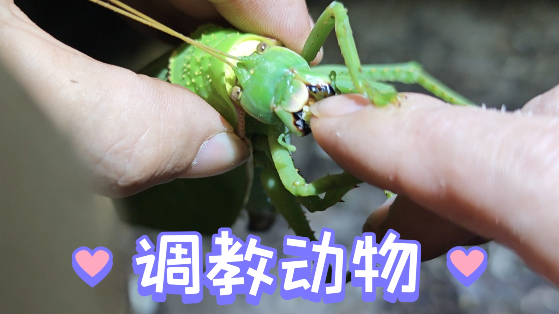 雨林奇遇第七集——小动物们开始陆续出没