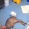 强奸犯被抓现场