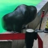 杭州动物园的海狮