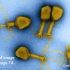 【中英字幕】2018年诺贝尔化学奖-酶的定向进化与噬菌体展示
