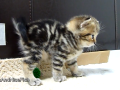 最萌的21只伸懒腰的猫猫~萌煞我也……毛团和肉掌的天国