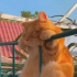 栏杆上的橘猫 宫崎骏动画里的猫