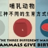 【TED教育】哺乳动物三种不同的生育方式（中英字幕）