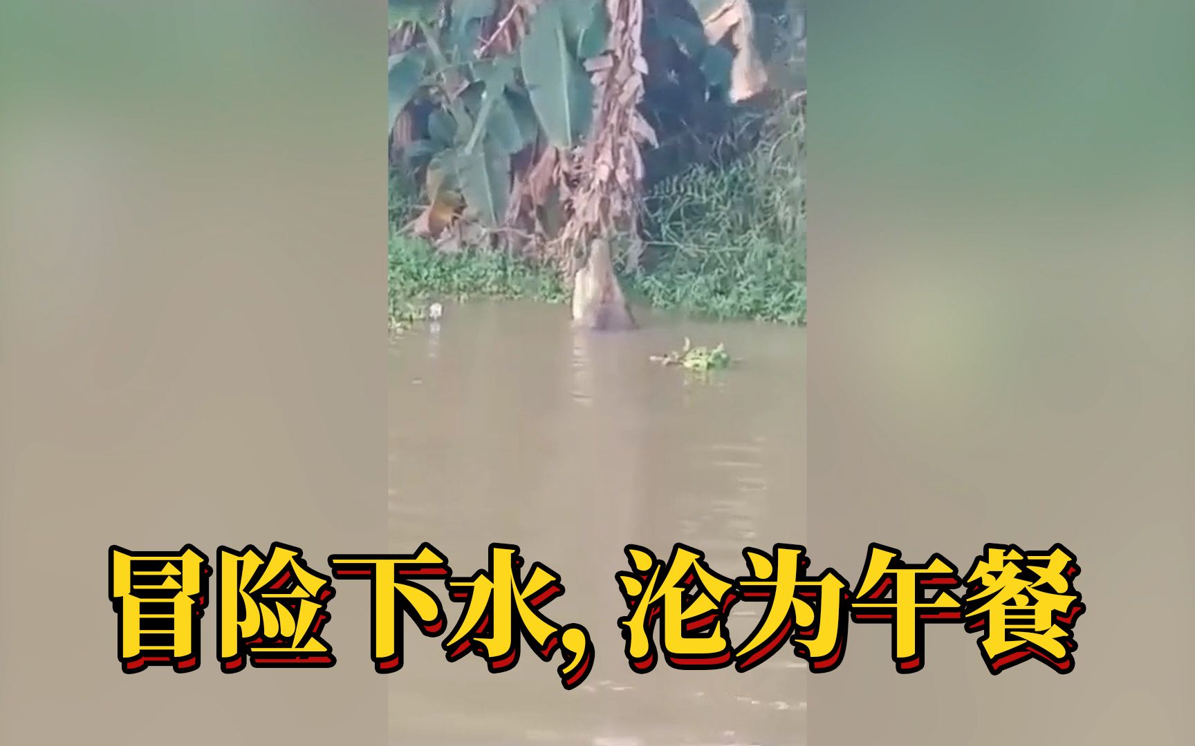 死神来了（161）：男子冒险下水，被发现时已经被鳄鱼吞下，消失在镜头中...