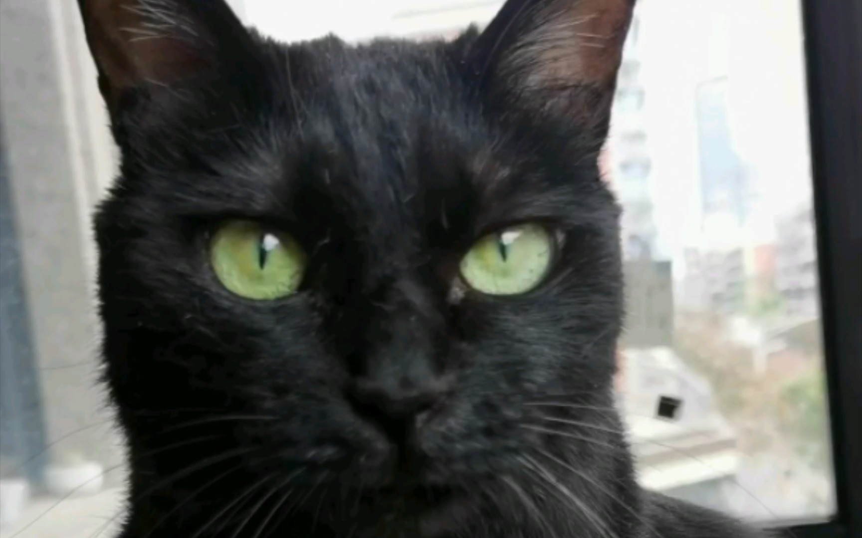 绿眼睛的黑猫，是小黑