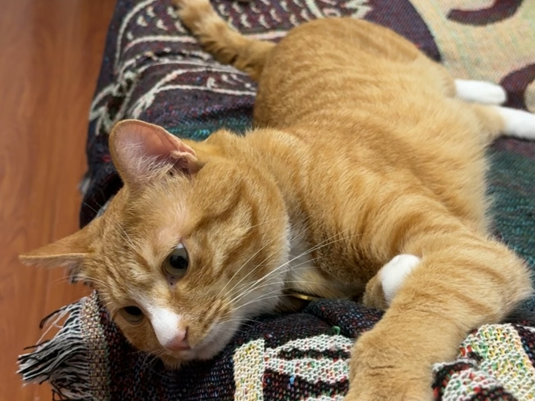 我这么喜欢我的猫我怎么会骂它呢