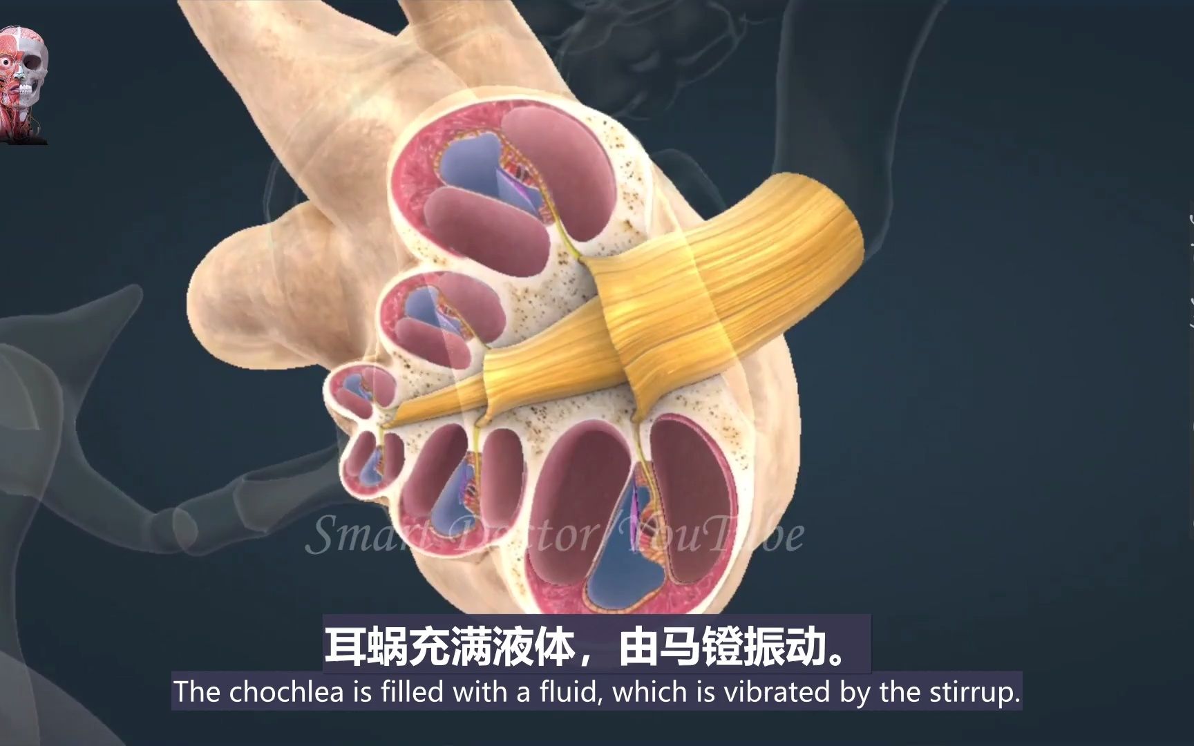 我们如何听到👂-听觉系统如何工作 | 双语字幕