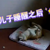 【狗儿子系列】狗儿子睡醒之后
