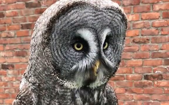 【猫头鹰】这个样子的猫头鹰感觉傻傻的!
