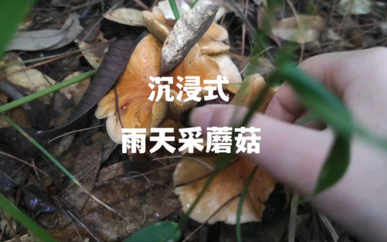 雨天森林沉浸式采蘑菇挖竹笋