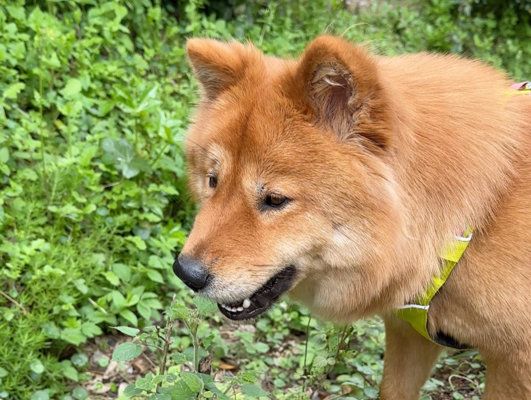 原来土狗身体不舒服了真的会自己去找草药吃