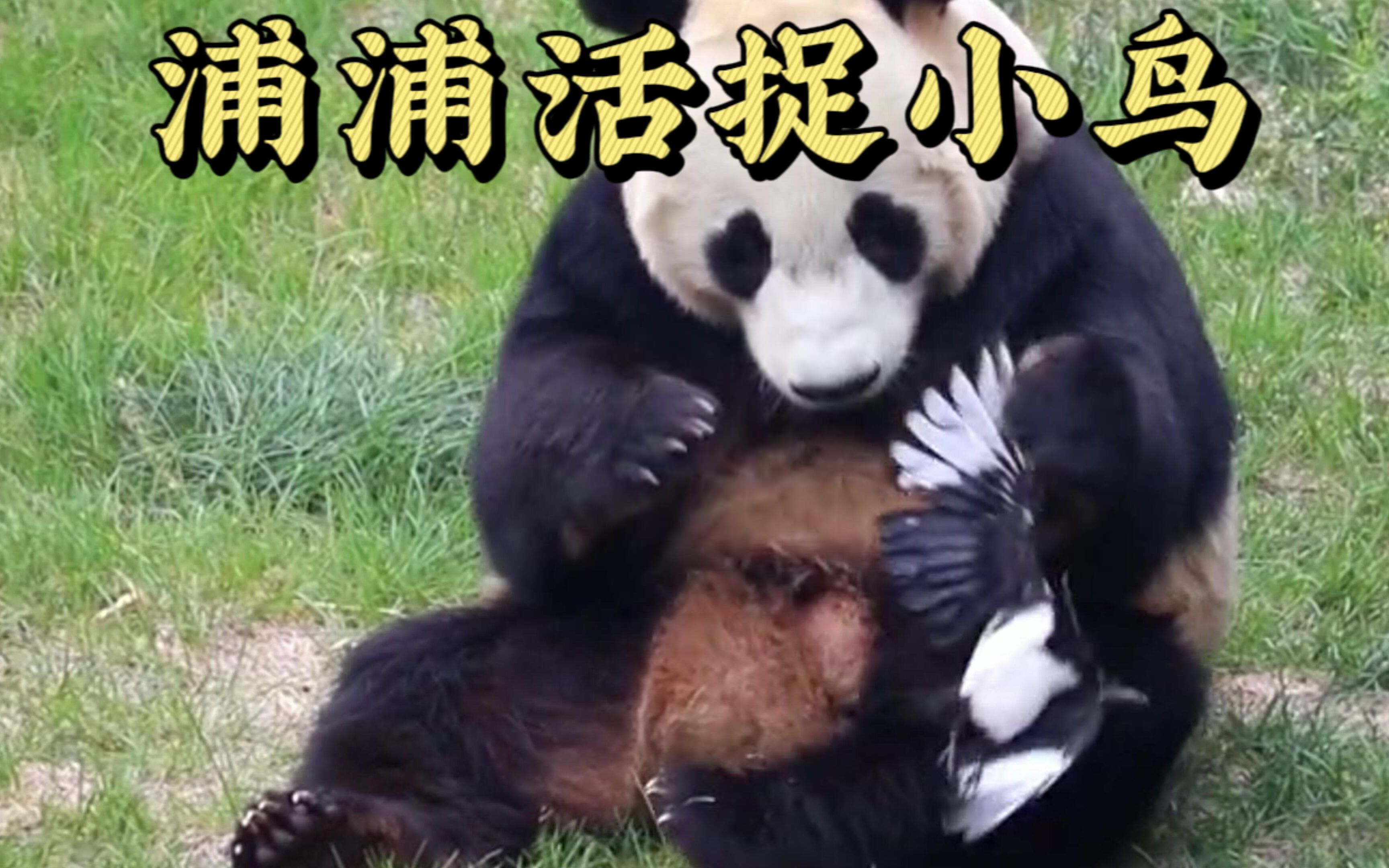 小鸟偷吃国宝窝头，结果被当场活捉，直接上演“辣手摧鸟”！