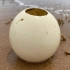 大海退潮后，大庆赶海捡一只大蛋壳里面还有大惊喜，一个都能吃饱
