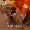 搜救犬在执行任务中受伤 血流不止仍一心搜救