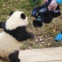 摄像机：说出来你可能不信，我被一只大熊猫威胁了……