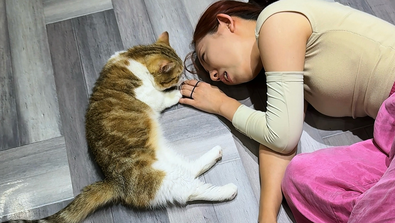 猫咖续命计划
