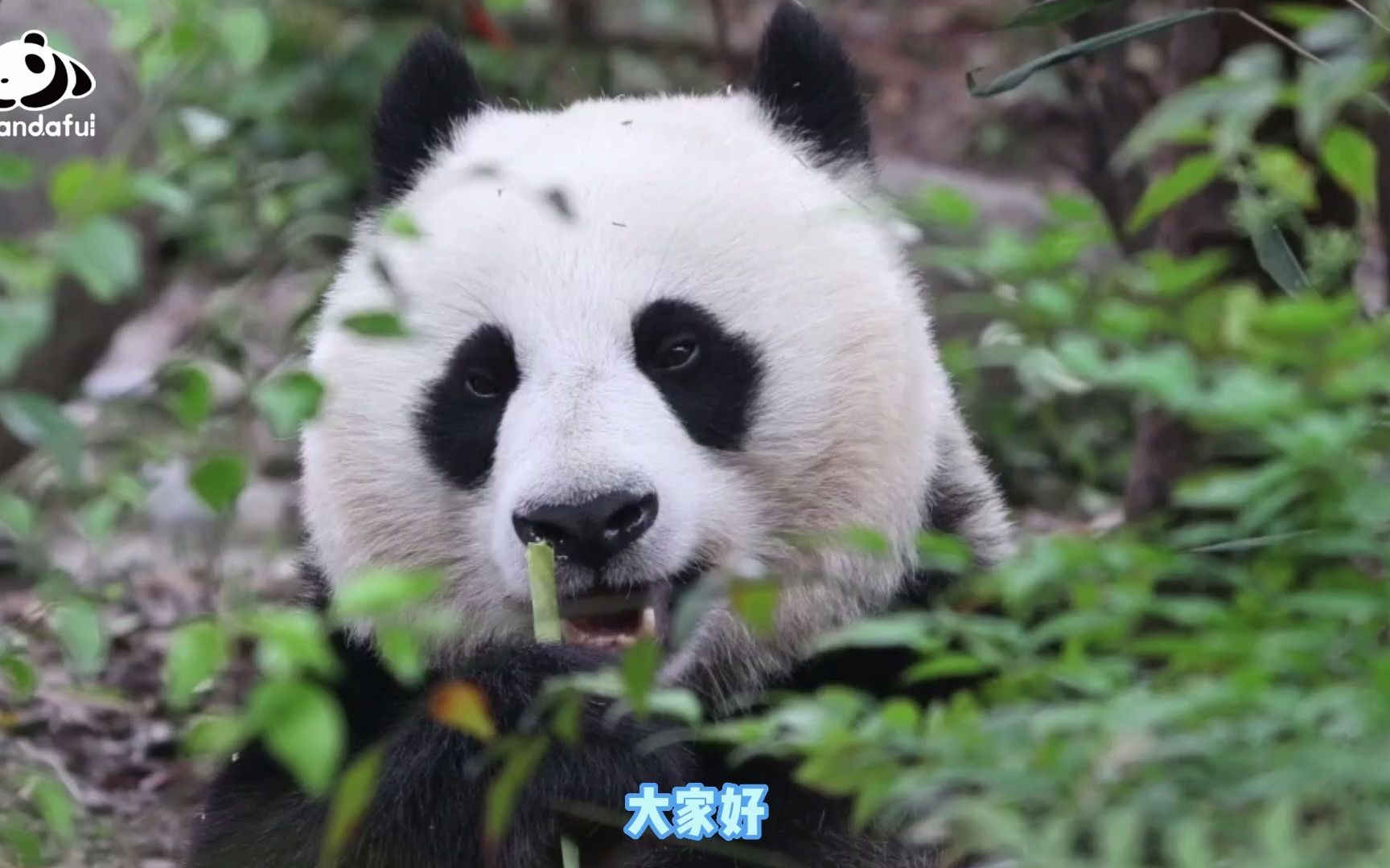 熊猫怎么认｜大家好，我是野外救助大熊猫昭美