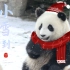 你知道吗？下雪天的大熊猫是甜的！